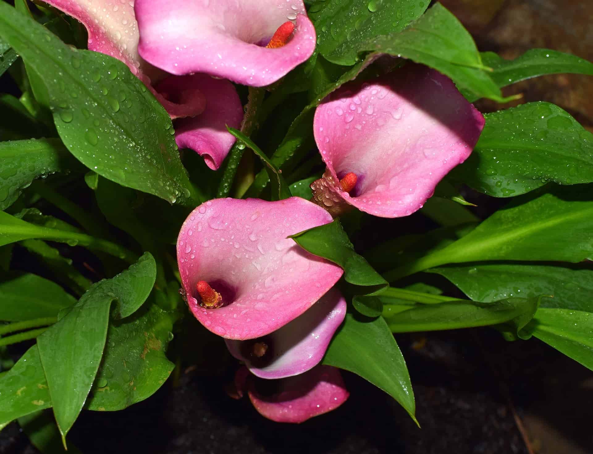 Pink Calla lily flowers