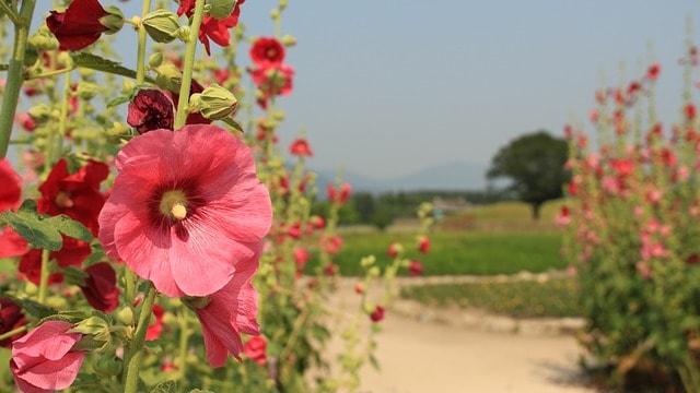 Pink hollyhock flowers