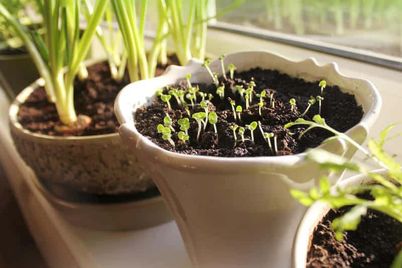 Seeds growing indoors in pot