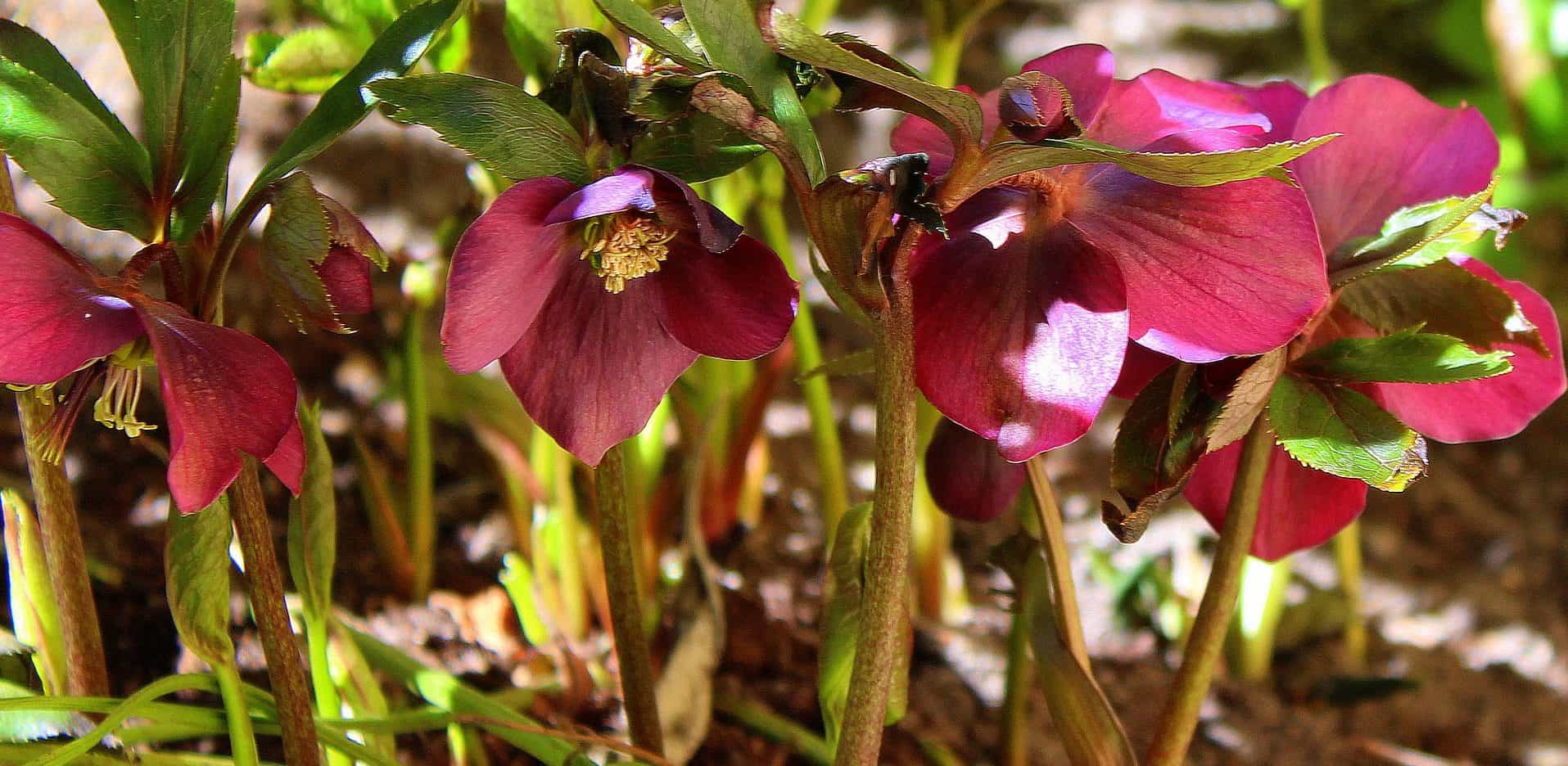Hellebore with burgundy flowers