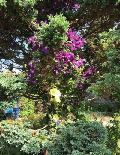 Purple clematis on pillar