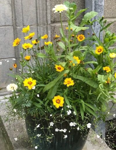 Coreopsis Flowers in Container
