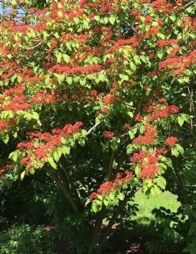 Viburnum shrub