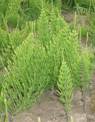 Horsetail weed