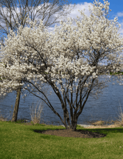 Serviceberry tree with white flowers
