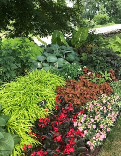 Shade Gardens at White Flower Farm, CT