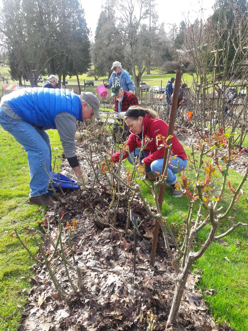Gardeners protecting a rose patch from winter