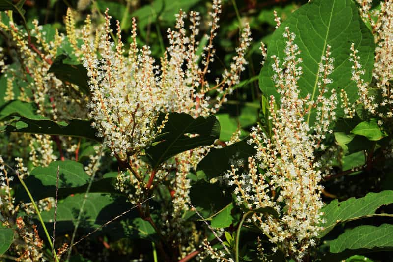 Japanese knotweed flowers and plant