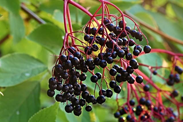 Elderberry fruits on bush