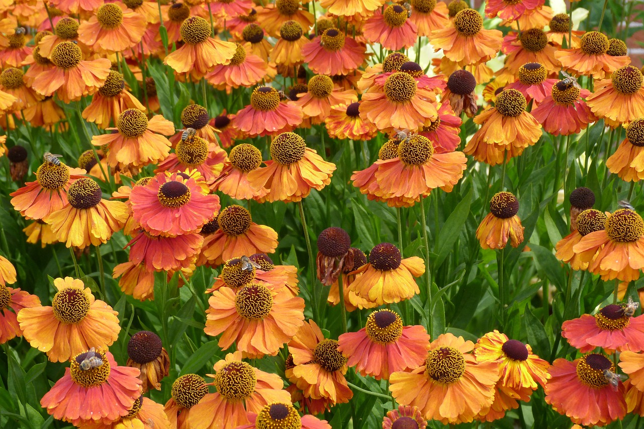 Helenium orange flower