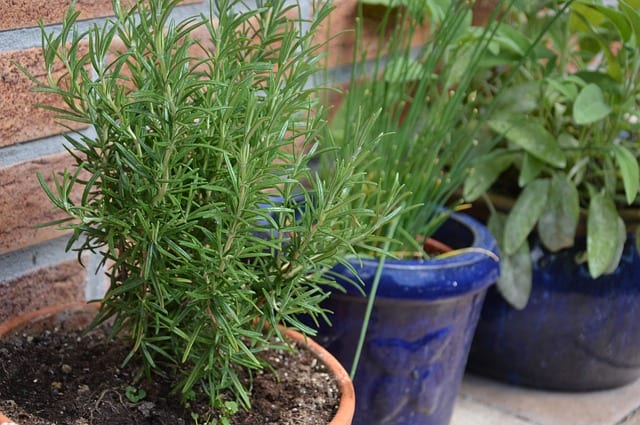 Rosemary and herbs in containers against a wall