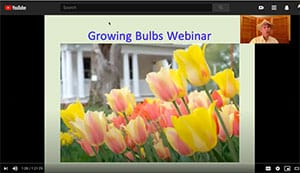 tulips as part of the  growing bulbs webinar