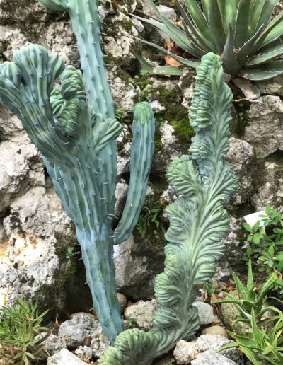 Cactus at private garden in Lake, Como, Italy