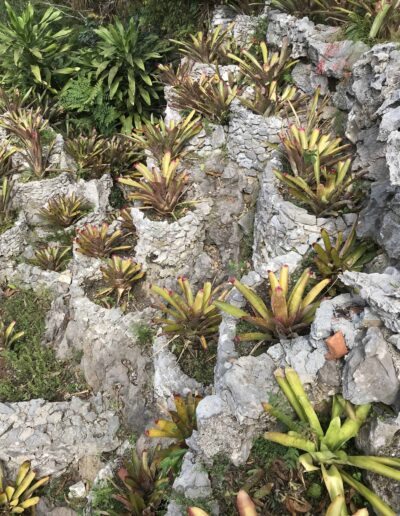 Bromeliads at Botanical Garden in Cuba