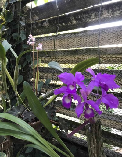 Orchid House in Cuba with purple orchids