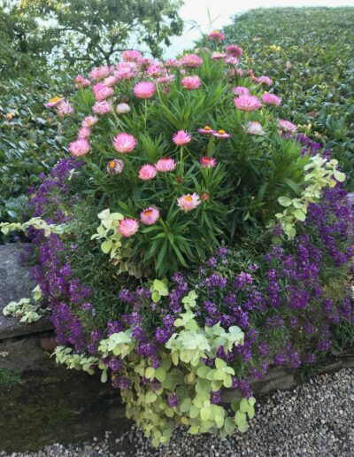 Pink and purple flowers in Italy