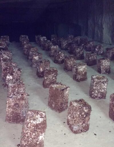 Mushroom Growing in Caves in Loire Valley, France