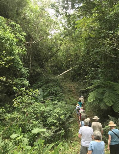 Gardeners walking in National Park Forest in Cuba