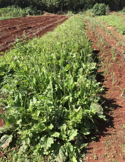 Organic Herb Farm in Cuba