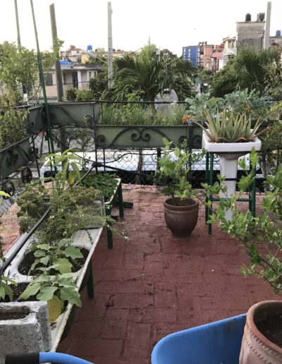 Rooftop Garden in Havana, Cuba