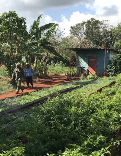 Workers walking through farm in Cuba