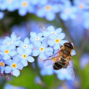 Grow a Pollinator Garden Webinar