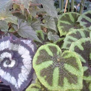 Colorful Rex begonia leaves with swirling patterns