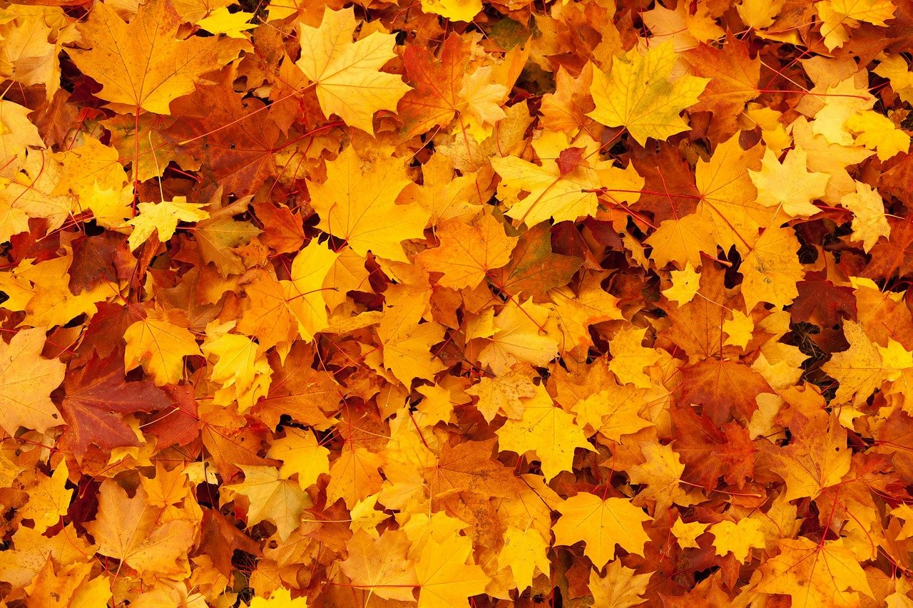 Colorful Fall leaves on the ground