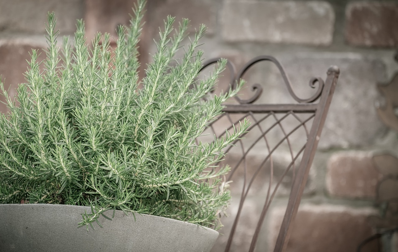 Pot with rosemary herb plant