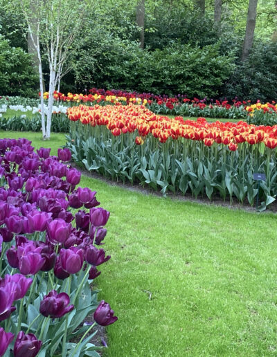Colorful Tulip Beds under trees at Keukenhof Gardens, Holland
