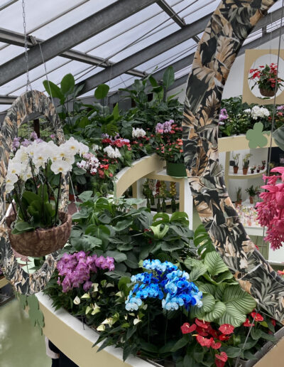 Colorful Orchids in Greenhouse