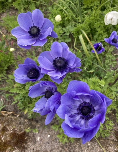 Purple Anemone Poppy Flowers in Holland