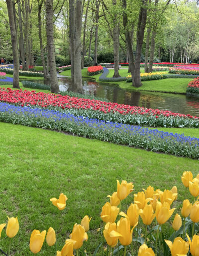 Colorful tulips under trees in gardens in Holland