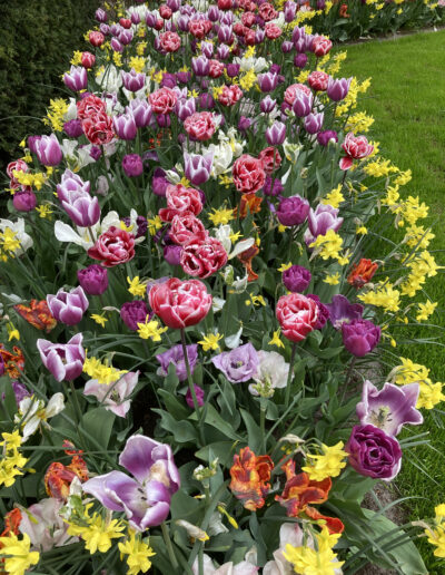 Ned of Tulips and Daffodils at Keukenhof Gardens, Holland