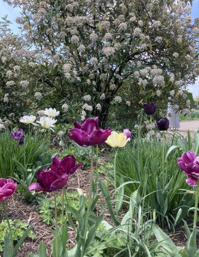 White shrub and tulips in garden in Holland