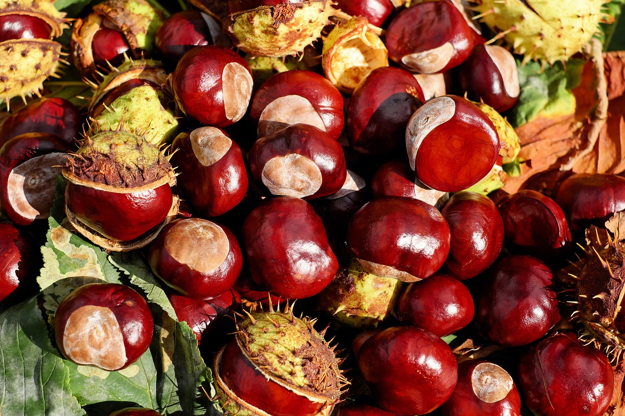 Brown chestnuts