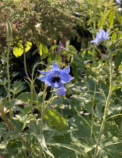 Blue Poppy in garden in Ireland