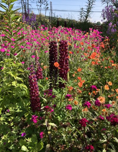 Colorful, flower garden