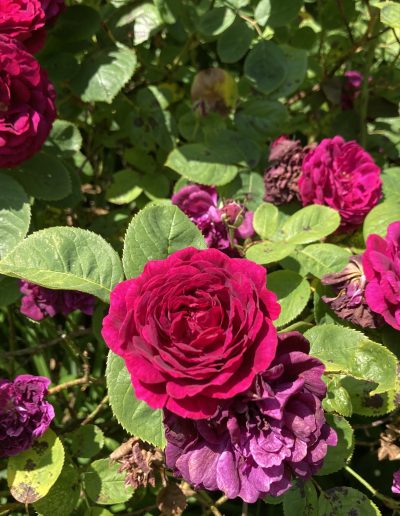 Red Roses in garden