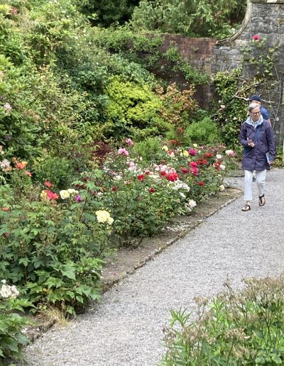 Irish rose garden