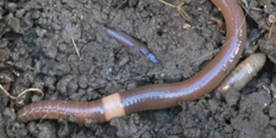 jumping worms in soil