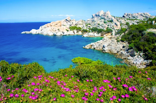 Sardinia beach with pink flowers