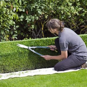 How to Prune Shrubs and Trees Webinar