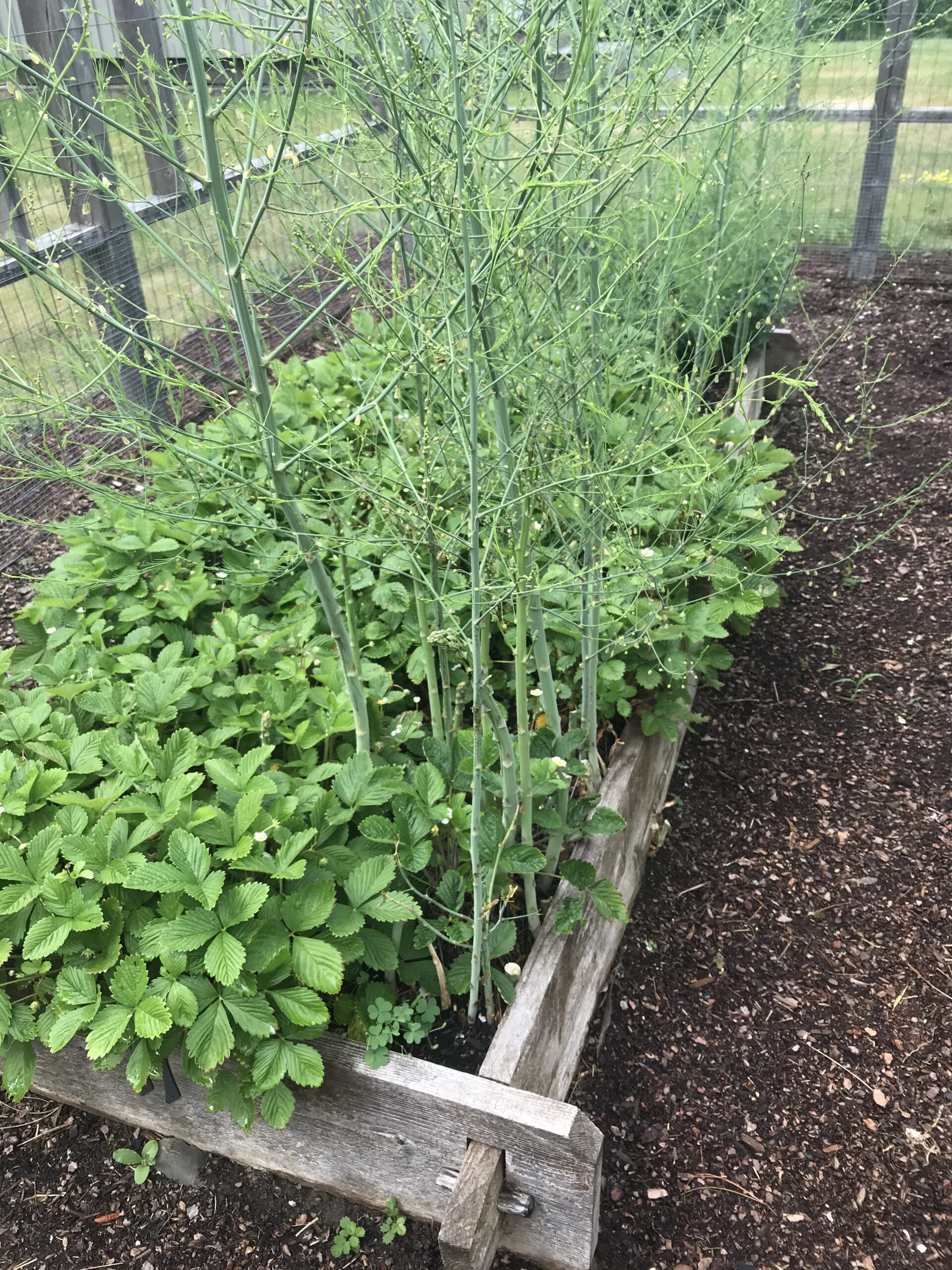 Raised bed garden with greenhouse